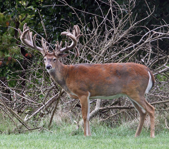Guided Whitetail Trophy Buck Hunting in PA 