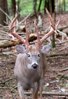 Buck-in-Woods-for-Ranch