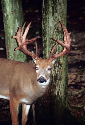 Night-Shot-of-Buck-for-Ranch