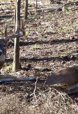 Two-Big-Bucks-at-KVR