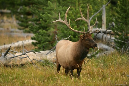 Guided Trophy Elk Hunting in PA